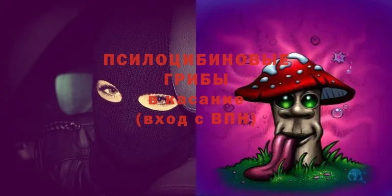 Псилоцибиновые грибы Cubensis  Лыткарино 